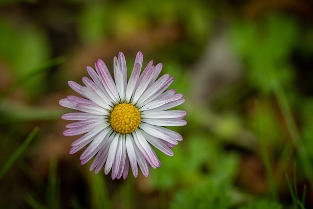 Free download flower daisy bellis perennis free picture to be edited with GIMP free online image editor