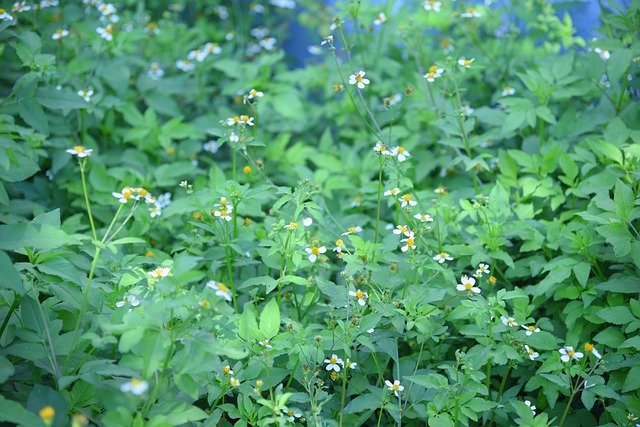 Download grátis Flower Daisy Bidens Pilosa Wedelia - foto ou imagem gratuita a ser editada com o editor de imagens online GIMP