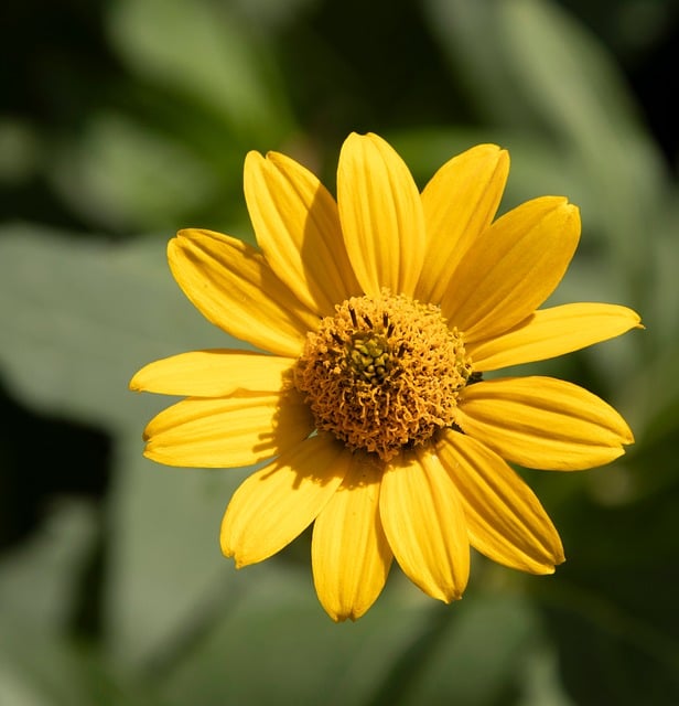 Free download flower daisy bloom blossom garden free picture to be edited with GIMP free online image editor