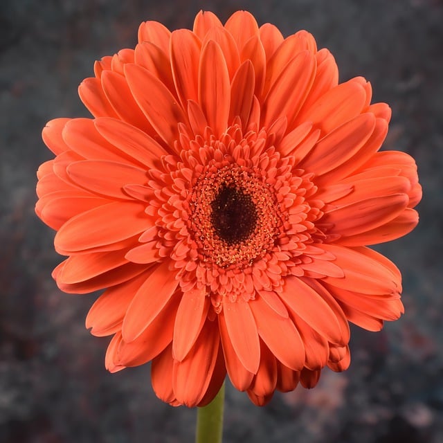 Free download flower daisy gerbera petals plant free picture to be edited with GIMP free online image editor