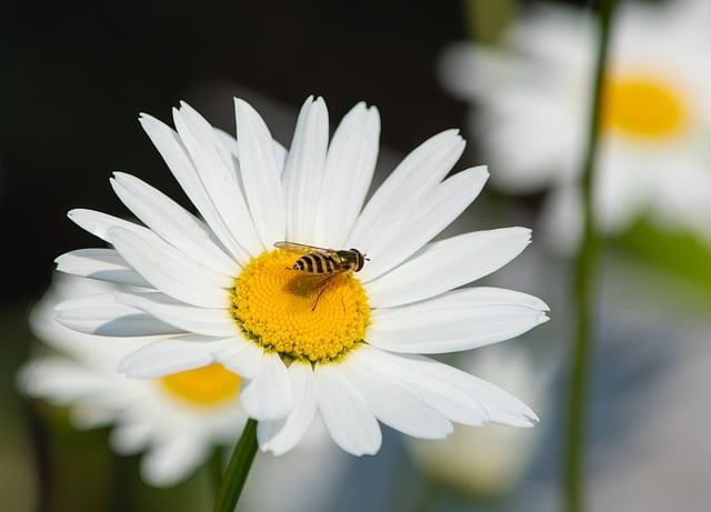 Free download flower daisy insect fly white free picture to be edited with GIMP free online image editor