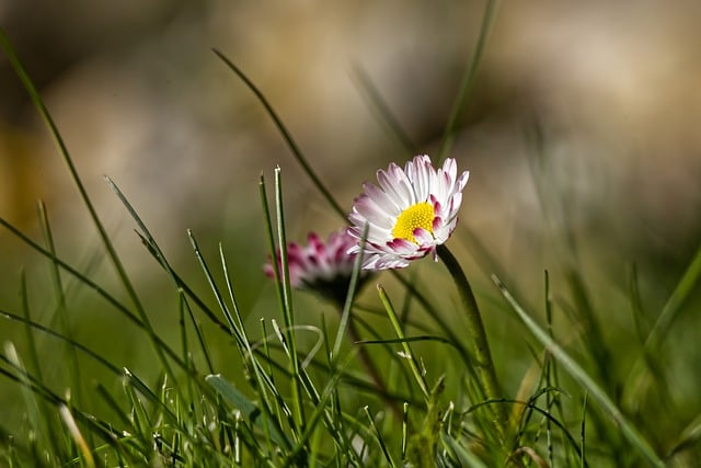Free download flower daisy meadow summer nature free picture to be edited with GIMP free online image editor