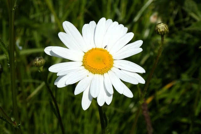 Free download flower daisy nature vegetable free picture to be edited with GIMP free online image editor