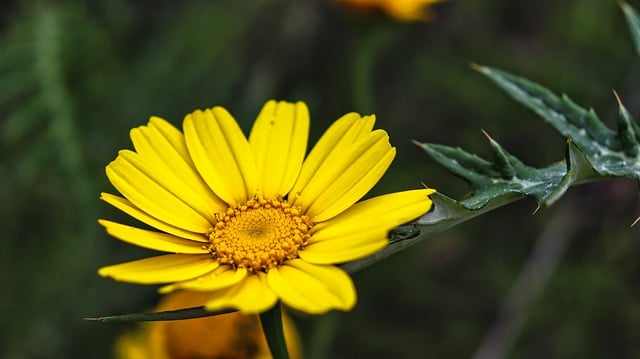 Free download flower daisy plant macro nature free picture to be edited with GIMP free online image editor