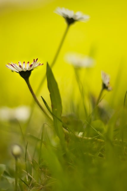 Free download flower daisy plant meadow free picture to be edited with GIMP free online image editor