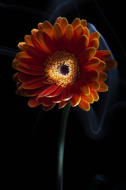 Descarga gratuita Flower Daisy Spring: foto o imagen gratuita para editar con el editor de imágenes en línea GIMP