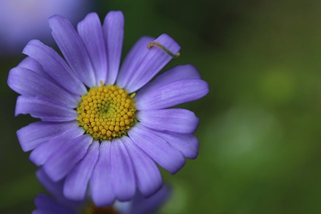 Muat turun percuma gambar bunga daisy swan daisy sungai percuma untuk diedit dengan editor imej dalam talian percuma GIMP
