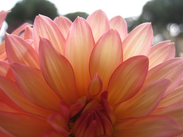 Template Photo Flower Dalia Nature - para sa OffiDocs