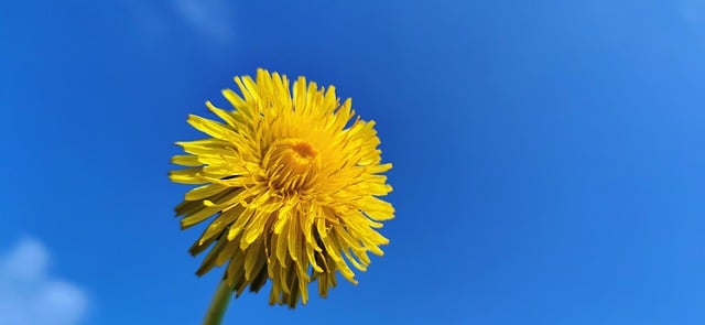 Free download flower dandelion blossom bloom free picture to be edited with GIMP free online image editor