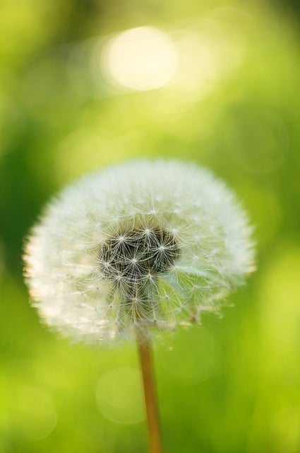 Free download flower dandelion flora spring free picture to be edited with GIMP free online image editor