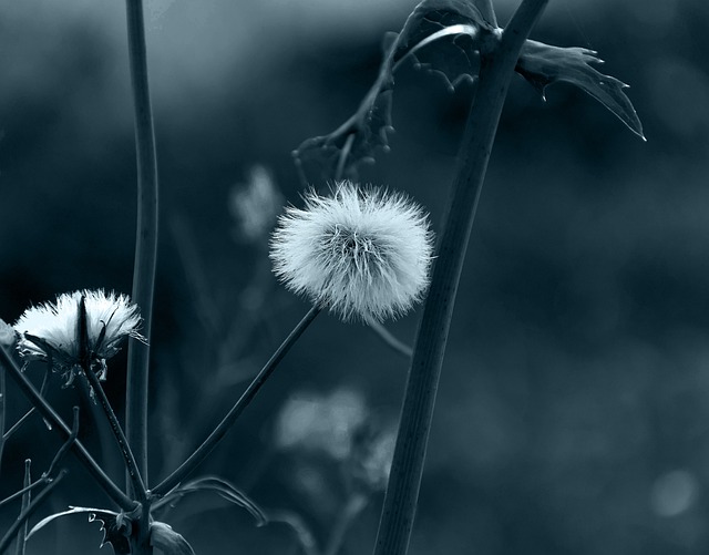 Free download flower dandelion lion tooth free picture to be edited with GIMP free online image editor