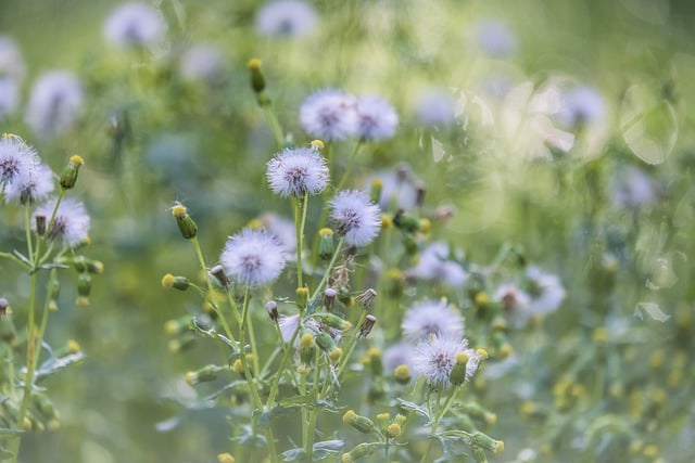 Descărcare gratuită poză de semințe de natură cu flori de păpădie pentru a fi editată cu editorul de imagini online gratuit GIMP