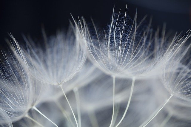 Free graphic flower dandelion seeds fluff white to be edited by GIMP free image editor by OffiDocs