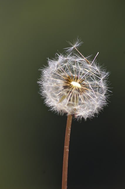 Unduh gratis gambar gratis bunga dandelion bunga liar alam untuk diedit dengan editor gambar online gratis GIMP