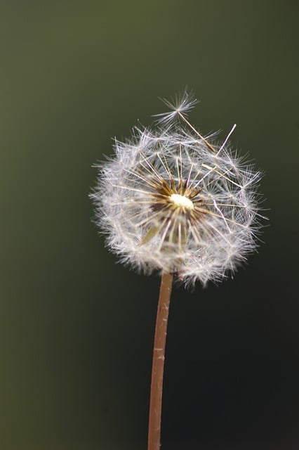 Scarica gratuitamente l'immagine gratuita di fiore di tarassaco di fiori selvatici da modificare con l'editor di immagini online gratuito GIMP