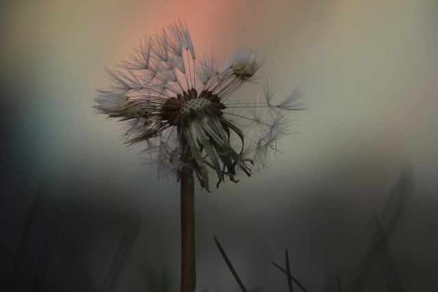 Free download flower dandelion wildflower seeds free picture to be edited with GIMP free online image editor