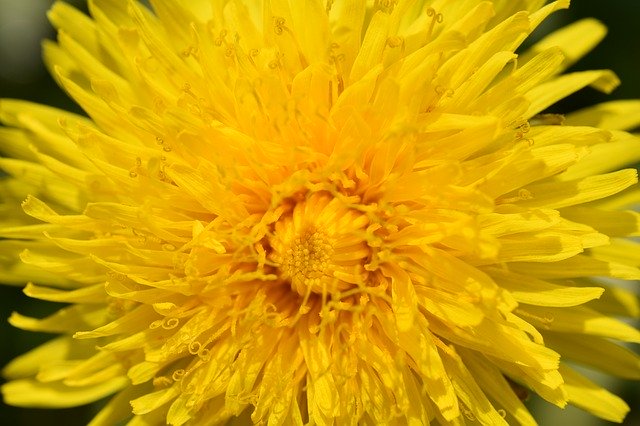 Descarga gratuita Flower Dandelion Yellow - foto o imagen gratuita para editar con el editor de imágenes en línea GIMP