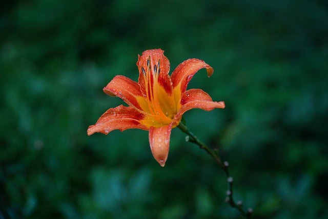 Free download flower daylily bloom blossom free picture to be edited with GIMP free online image editor