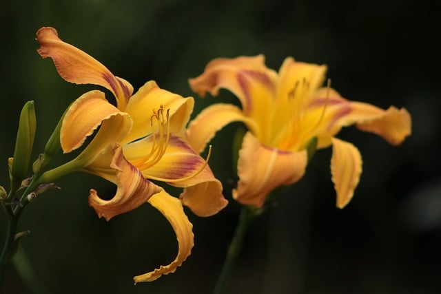 Free download flower day lily garden summer free picture to be edited with GIMP free online image editor
