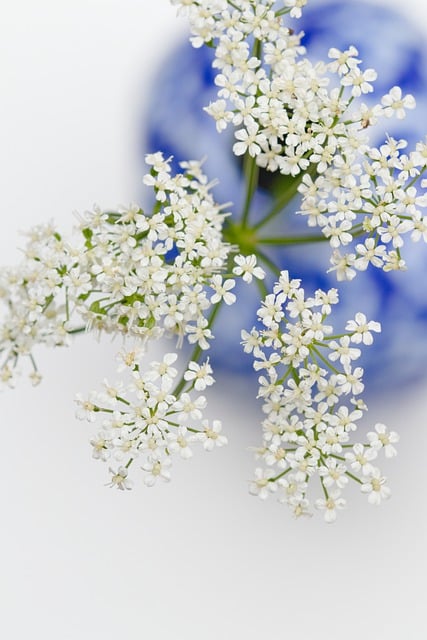 Free download flower decoration bloom blossom free picture to be edited with GIMP free online image editor