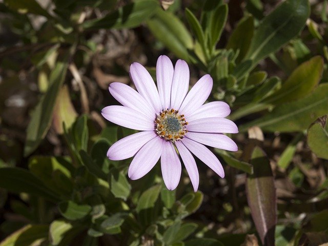 Téléchargement gratuit de Flower Delicacy Delicate - photo ou image gratuite à éditer avec l'éditeur d'images en ligne GIMP