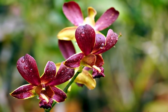 Free download flower dendrobium orchid flora free picture to be edited with GIMP free online image editor