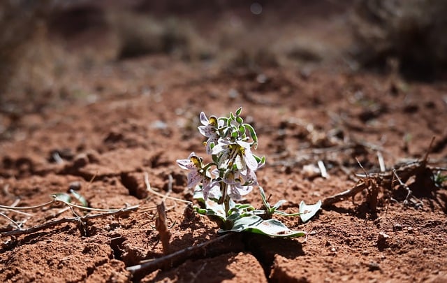 Free download flower desert sand blossom nature free picture to be edited with GIMP free online image editor