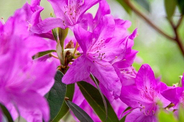 Скачать бесплатно Flower Detail Flora - бесплатную фотографию или картинку для редактирования с помощью онлайн-редактора изображений GIMP