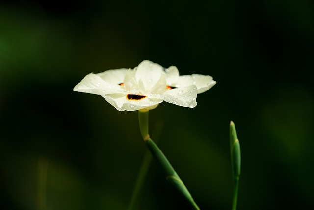 Free download flower dietes bicolor flora nature free picture to be edited with GIMP free online image editor