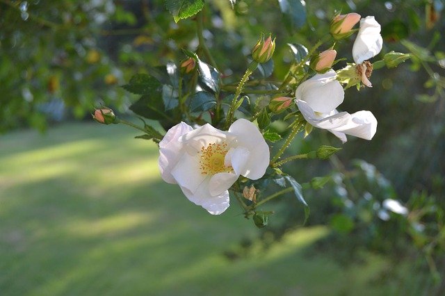 Free download Flower Dogrose Pink -  free photo or picture to be edited with GIMP online image editor