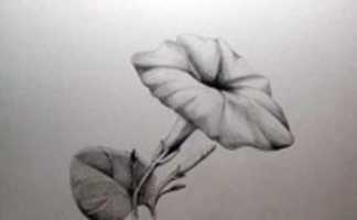 Free download flower drawings and sketches ideas free photo or picture to be edited with GIMP online image editor
