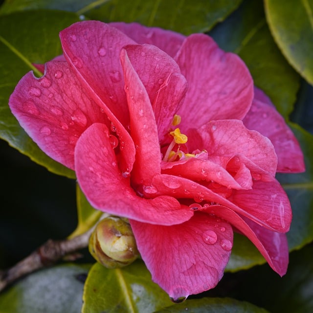 Бесплатно скачать цветок капли камелия макрос бесплатное изображение для редактирования в GIMP бесплатный онлайн-редактор изображений