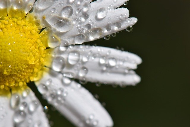 Free download Flower Drops Nature -  free photo or picture to be edited with GIMP online image editor