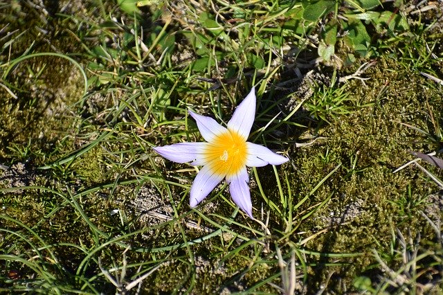 دانلود رایگان Flower Dune Beach - عکس یا تصویر رایگان رایگان برای ویرایش با ویرایشگر تصویر آنلاین GIMP