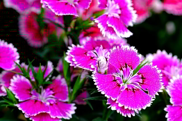 Free download flower dyanthus flora pink nature free picture to be edited with GIMP free online image editor
