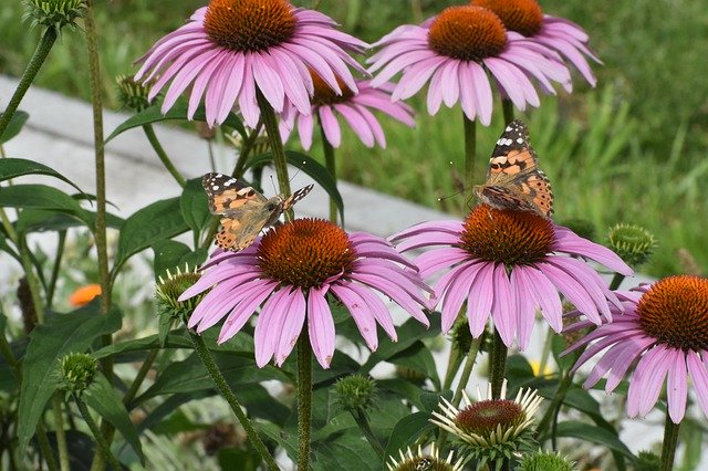 Free download Flower Echinacea Butterfly -  free photo or picture to be edited with GIMP online image editor