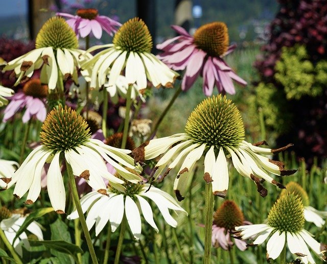 Free download Flower Echinacea Plant -  free photo or picture to be edited with GIMP online image editor