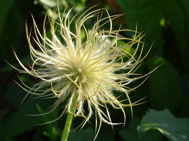 دانلود رایگان Flower Ephemeral Nature - عکس یا تصویر رایگان قابل ویرایش با ویرایشگر تصویر آنلاین GIMP