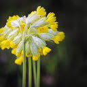 Floweret  screen for extension Chrome web store in OffiDocs Chromium