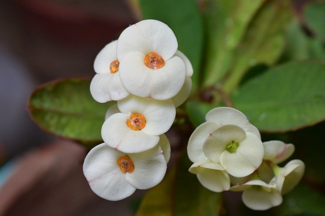 Descărcare gratuită Flower Euphorbia Blossom - fotografie sau imagine gratuită pentru a fi editată cu editorul de imagini online GIMP