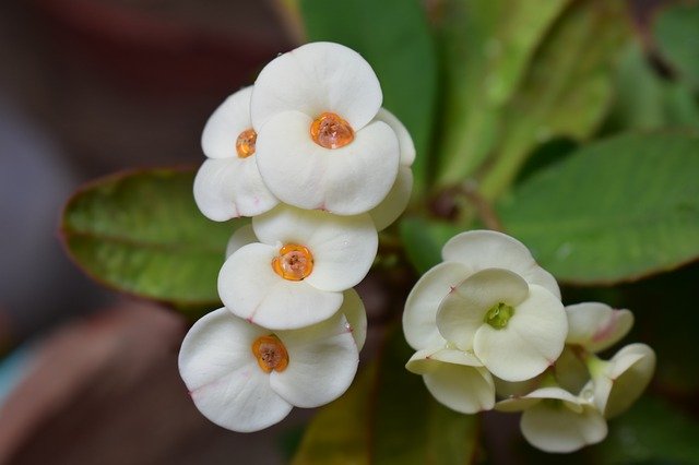 Free download Flower Euphorbia Blossom -  free photo or picture to be edited with GIMP online image editor