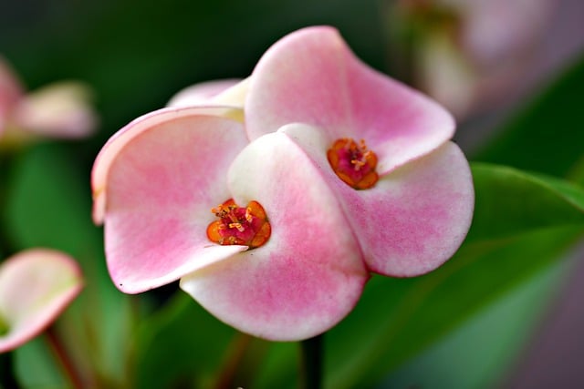 Free download flower euphorbia millii petals free picture to be edited with GIMP free online image editor