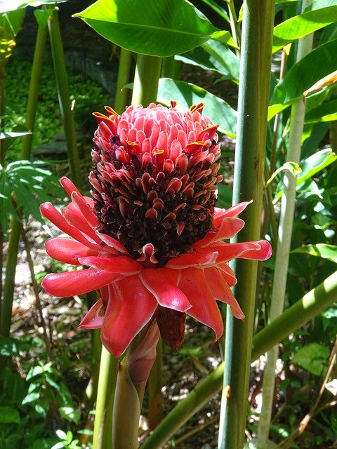 Descarga gratuita Flower Exotic Blossom: foto o imagen gratis y gratuita para editar con el editor de imágenes en línea GIMP