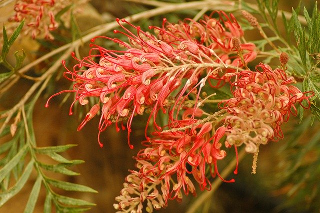 Flower Exotic Colorful download grátis - foto ou imagem grátis para ser editada com o editor de imagens online GIMP