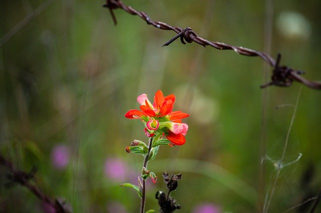 Téléchargement gratuit de Flower Farm Nature - photo ou image gratuite à modifier avec l'éditeur d'images en ligne GIMP