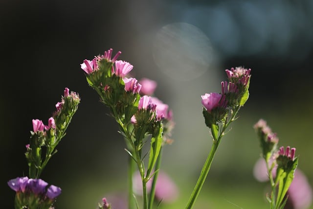 Baixe grátis a imagem gratuita de pétalas de flor de campo de flores para ser editada com o editor de imagens on-line gratuito do GIMP