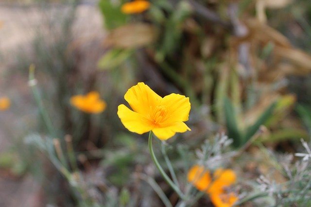 Bezpłatne pobieranie darmowego szablonu zdjęć Flower Field Flowers do edycji za pomocą internetowego edytora obrazów GIMP