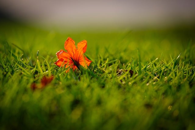 Free download flower field grass nature closeup free picture to be edited with GIMP free online image editor