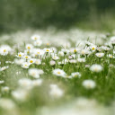 Flower fields  screen for extension Chrome web store in OffiDocs Chromium