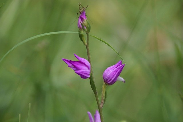 הורדה חינם Flower Fields Prairie - תמונה או תמונה בחינם לעריכה עם עורך התמונות המקוון GIMP